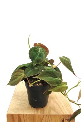 Philodendron Micans