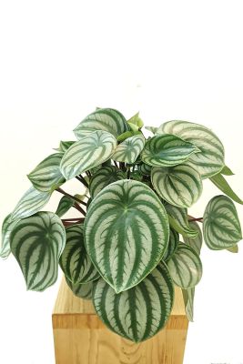 ALT: Peperomia Watermelon XL