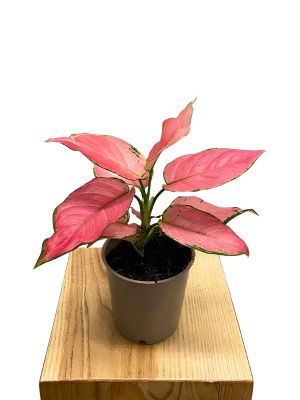 ALT: Aglaonema Pink Star