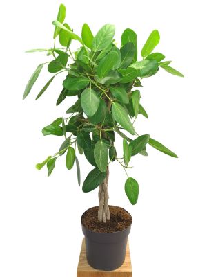Banyanbaum Ficus benghalensis geflochten