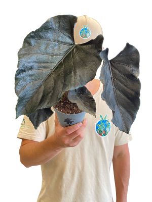 Alocasia Antoro Velvet