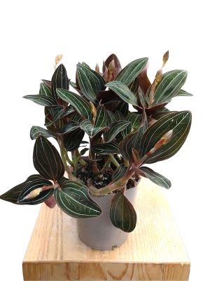 Juwelorchidee Ludisia Discolor