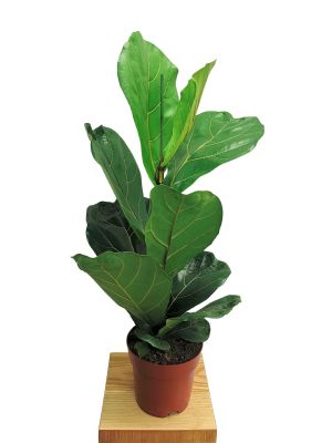 Geigenfeige Ficus lyrata