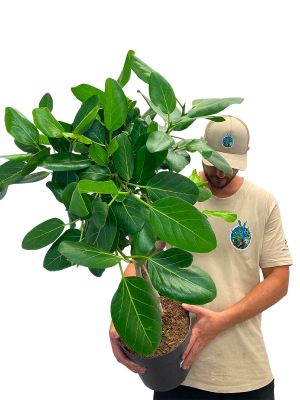 Ficus Benghalensis Geflochten