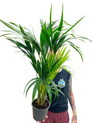 Kentiapalme Howea Forsteriana