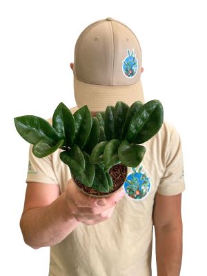 Baby Zamioculcas Zenzi