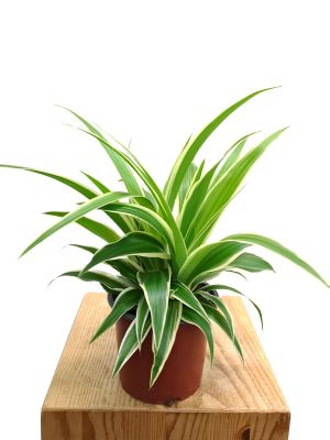 Grünlilie Chlorophytum Laxum