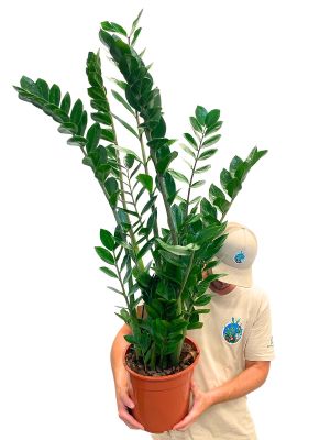 Glücksfeder Zamioculcas Zamiifolia - Gross