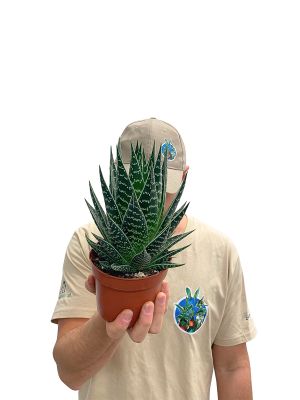 Aloe Tiki Tahi