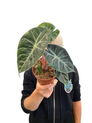 Alocasia Rosa Dragon