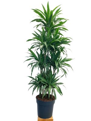 Dracaena Warneckei Karussell - Gross