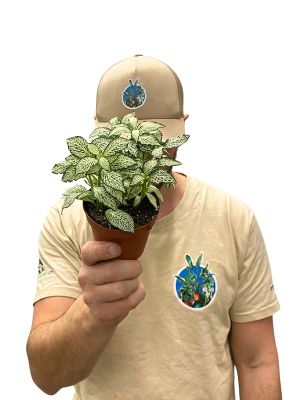 Fittonia White Forest Flame