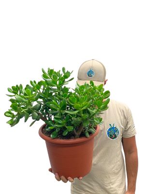Geldbaum Crassula Ovata - Gross