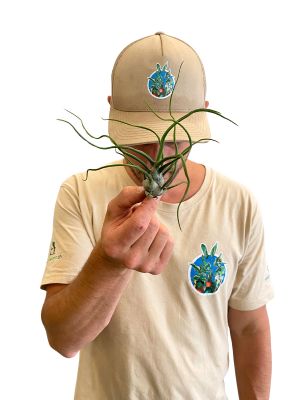 Tillandsia Bulbosa