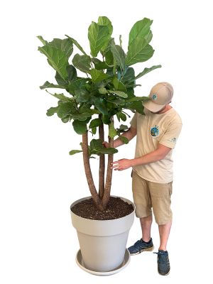 Geigenfeige Ficus lyrata Verzweigt - Gross