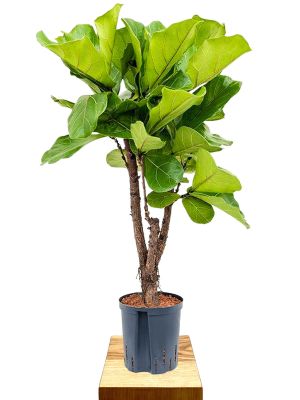 Hydro - Geigenfeige Ficus lyrata verzweigt