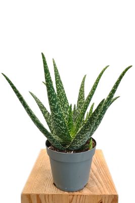 Aloe Medivera Tropical - Bio