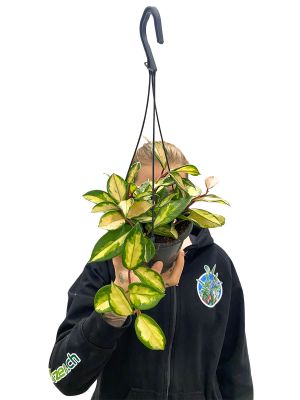 Hänger - Hoya Carnosa Tricolor