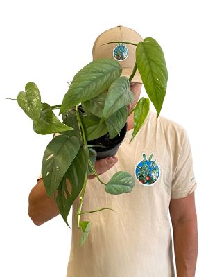 Epipremnum Cebu Blue