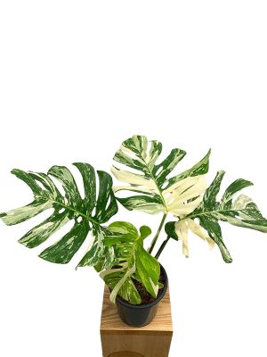 Monstera deliciosa Variegata Wide