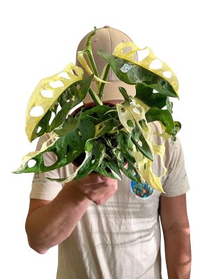 Monstera Adansonii Variegata