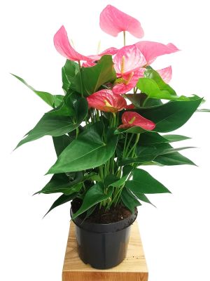 Anthurium Maine Pink