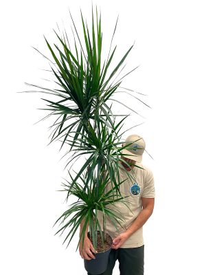 Dracaena Marginata