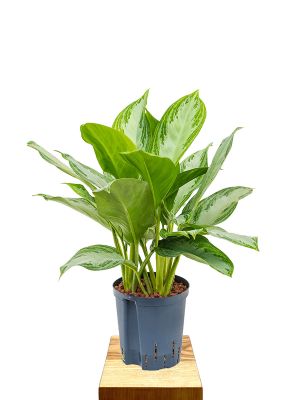 Hydro - Aglaonema Silver Bay