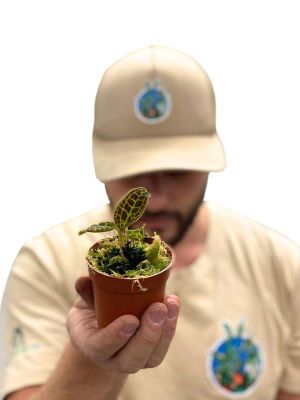 Juwelorchidee Macodes Tiger Eye