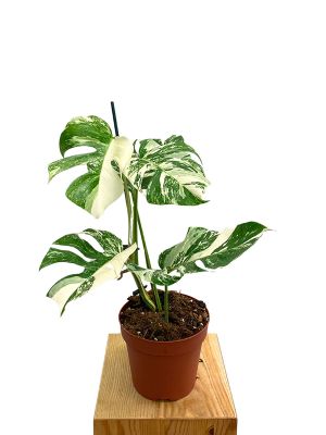 Monstera Deliciosa Variegata