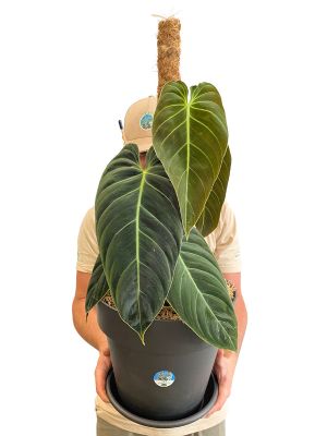 Philodendron Melanochrysum Moosstab