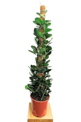 Hoya Australis am Moosstab