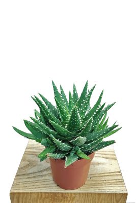 Aloe Safari Kerio 