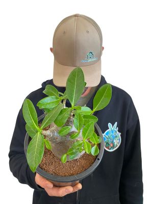 Wüstenrose Adenium Arabicum Baobab