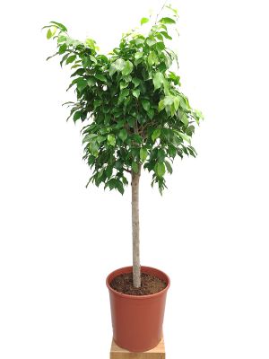 Birkenfeige Ficus be Columnar Stamm
