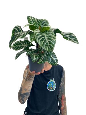 Zebrapflanze Aphelandra Squarrosa