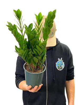 Glücksfeder Zamioculcas Zamiifolia