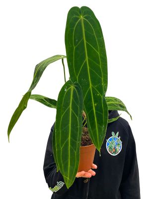 Anthurium Warocqueanum