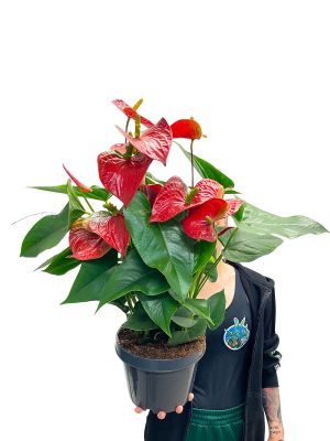 Anthurium Karma Red - Ø21 cm