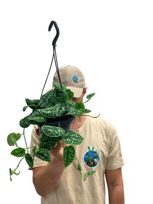 Hänger - Scindapsus Pictus Argyraeus