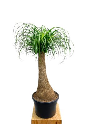 Elefantenfuss Beaucarnea Recurvata