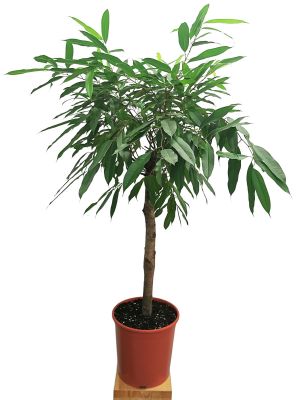 Oleanderfeige Amstel King Stamm 130cm