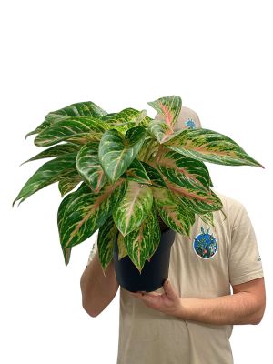 Aglaonema Cocomelon