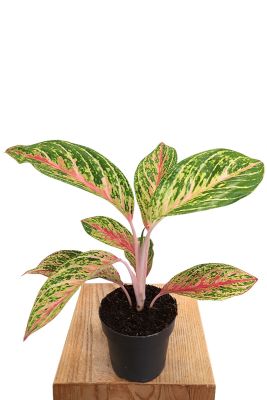 Aglaonema Cocomelon 