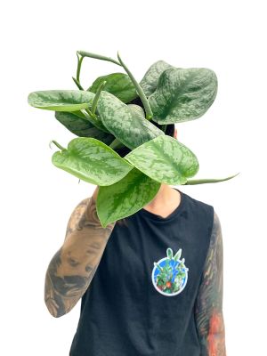 Scindapsus Pictus Trebie