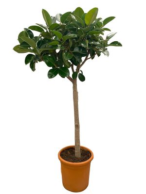 Gummibaum El Robusta Stamm - Gross