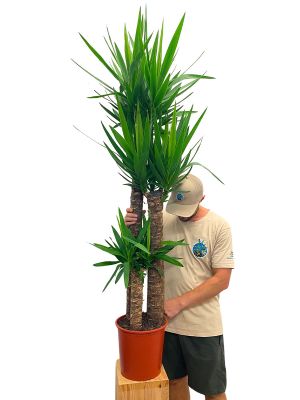 Palmlilie Yucca Elephantipes Tuff