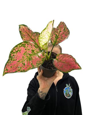 Aglaonema Crimson Love