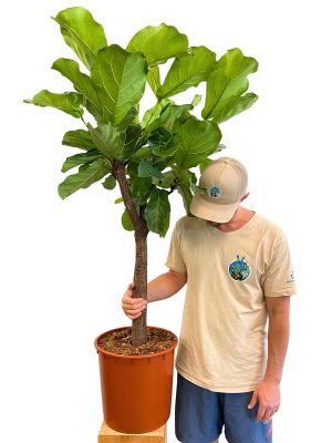 Geigenfeige Ficus lyrata Stamm