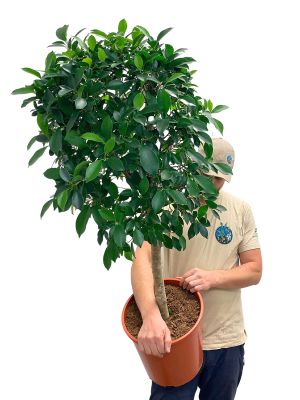 Birkenfeige Nitida Stamm